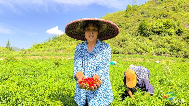 烏羅鎮(zhèn):千畝辣椒迎豐收 訂單走出致富路