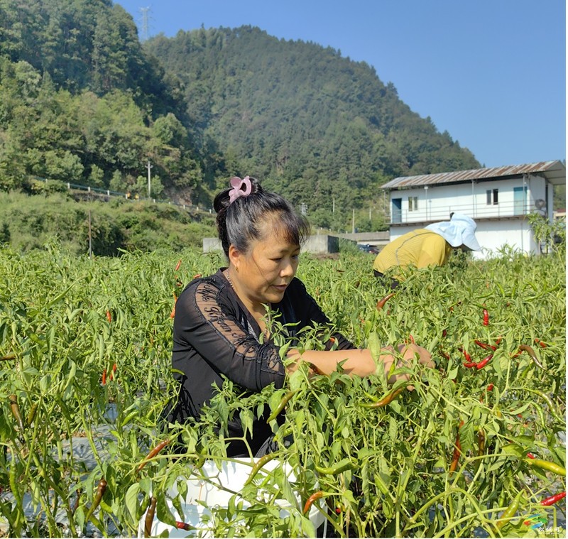 “消防車”變“灑水車” 冷水溪鎮(zhèn)全力打贏辣椒產(chǎn)業(yè)“解渴”保收仗