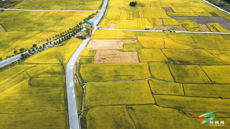 烏羅鎮(zhèn)：稻穗飄香“迎”秋黃 水稻測(cè)產(chǎn)“望”豐收