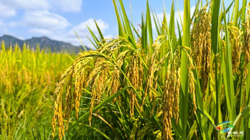 烏羅鎮(zhèn)：稻穗飄香“迎”秋黃 水稻測(cè)產(chǎn)“望”豐收
