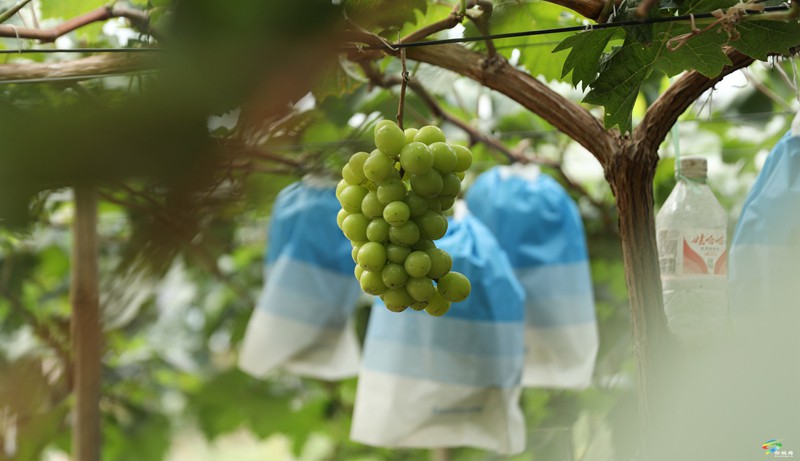 正大鎮(zhèn)：生態(tài)葡萄園?“葡”寫果農(nóng)致富路