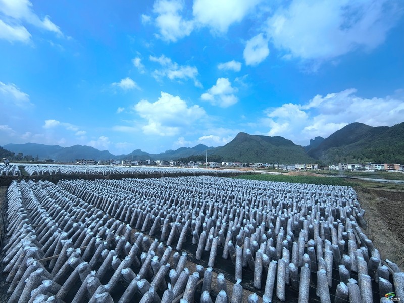 普覺鎮(zhèn)：“稻—耳”輪作忙 靜待“耳”飄香