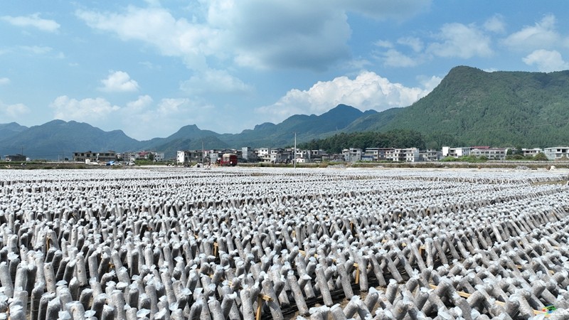 普覺鎮(zhèn)：“稻—耳”輪作忙 靜待“耳”飄香