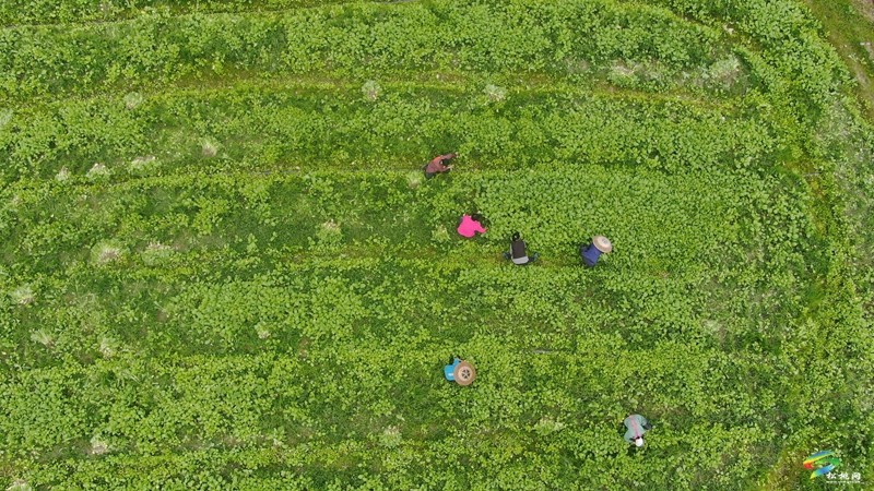 寨英鎮(zhèn)：1500畝訂單榨菜移栽忙