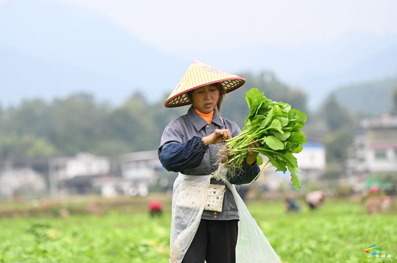 寨英鎮(zhèn)：1500畝訂單榨菜移栽忙