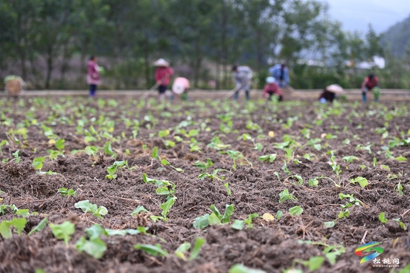 松桃：秋種正當(dāng)時 14.24萬畝油菜種植忙