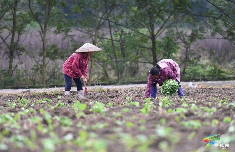 松桃：秋種正當(dāng)時 14.24萬畝油菜種植忙