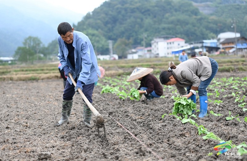松桃：秋種正當(dāng)時 14.24萬畝油菜種植忙