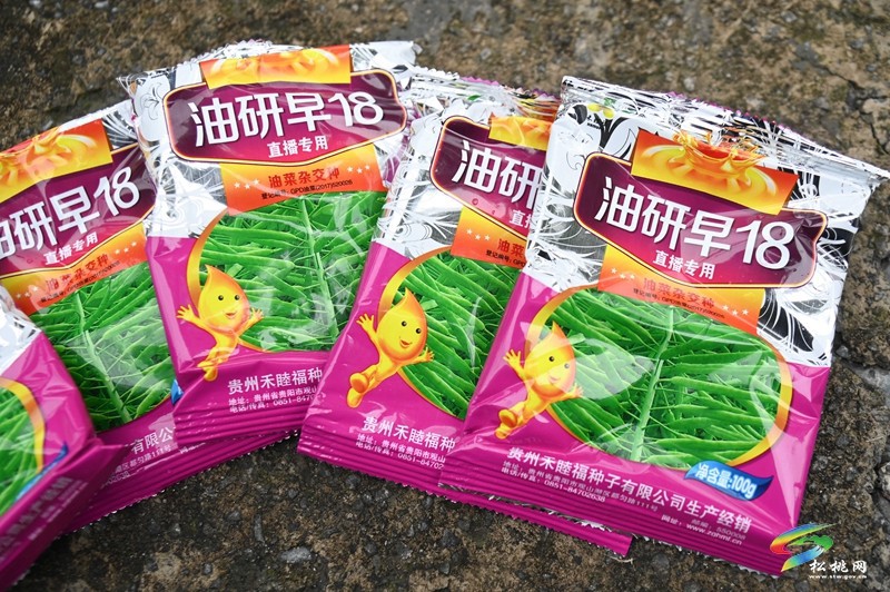 松桃：秋種正當(dāng)時 14.24萬畝油菜種植忙
