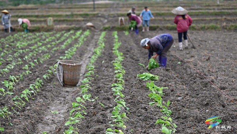 松桃：秋種正當(dāng)時 14.24萬畝油菜種植忙
