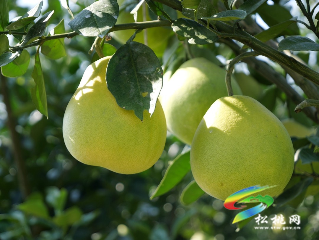 孟溪鎮(zhèn)：“柚”到豐收季 富民“柚”興村