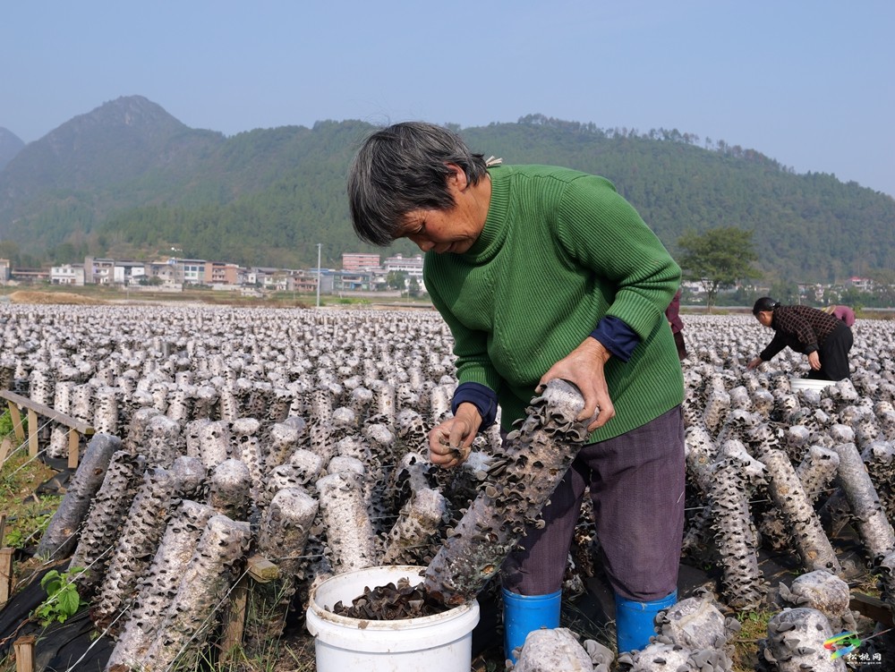普覺(jué)鎮(zhèn)70萬(wàn)棒木耳迎頭茬采摘