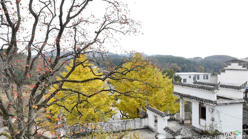 長坪鄉(xiāng):柿子黃了 美景如畫