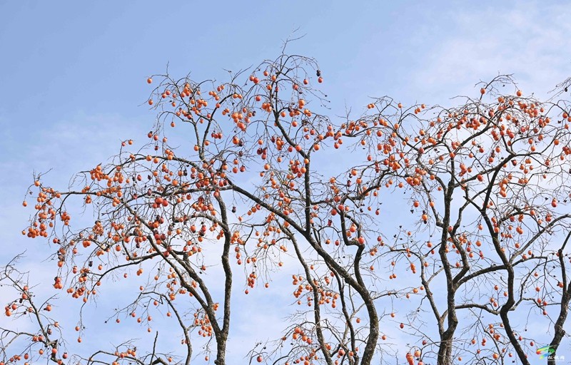 長坪鄉(xiāng):柿子黃了 美景如畫