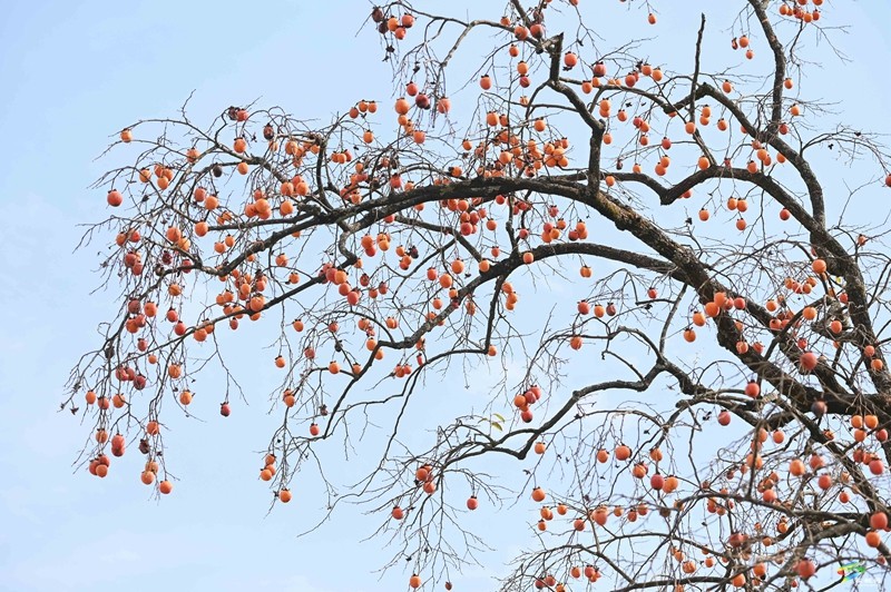 長坪鄉(xiāng):柿子黃了 美景如畫