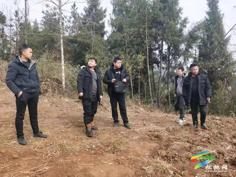 普覺(jué)鎮(zhèn)持續(xù)開(kāi)展松材線(xiàn)蟲(chóng)病疫情除治殲滅戰(zhàn)