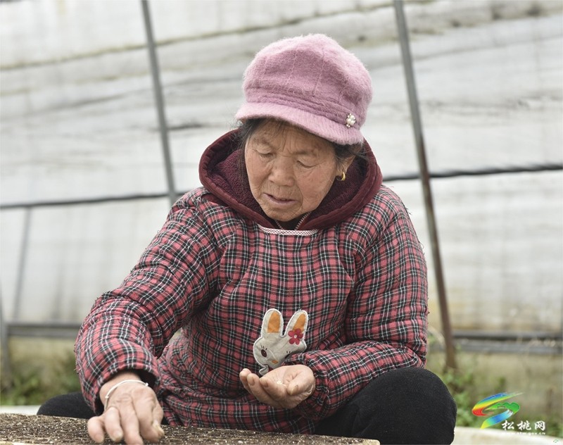 普覺鎮(zhèn)：辣椒育苗火熱中