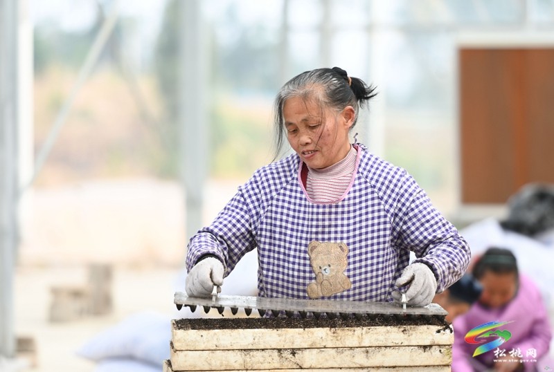 太平營(yíng)街道：搶抓農(nóng)時(shí) 辣椒育苗忙