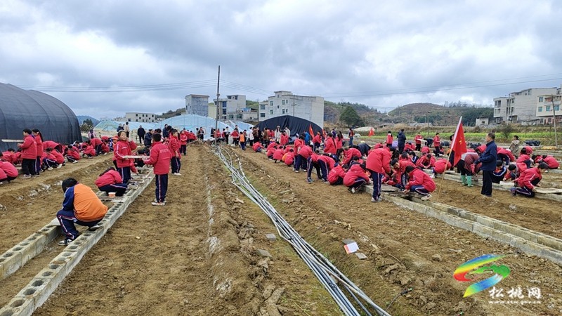 盤信鎮(zhèn)民族完小開展綠色生態(tài)文明試點(diǎn)校勞動教育實(shí)踐活動