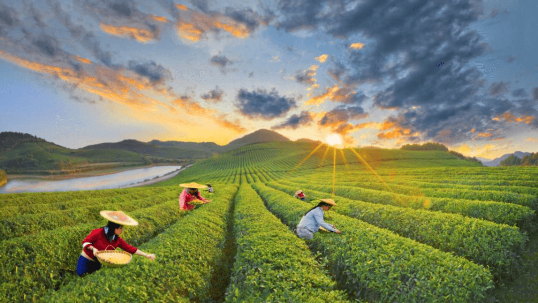 【東山文化講堂第17期預(yù)告】中國(guó)宋代抹茶道薄茶點(diǎn)前