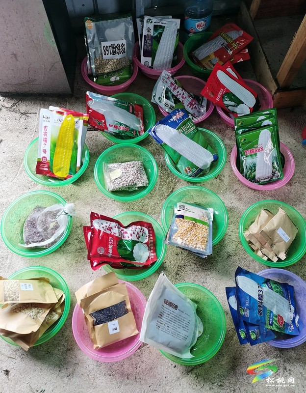 松桃開展鮮食玉米品種比較試驗育苗