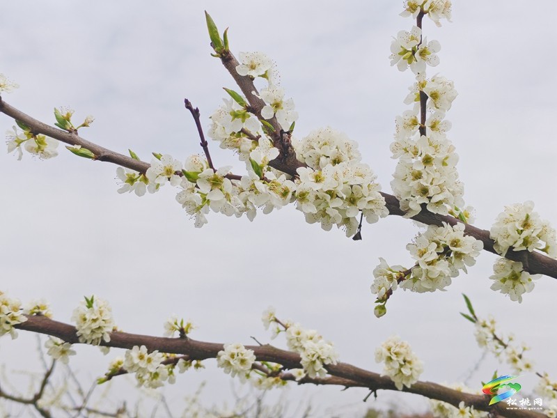 【多彩貴州·花漾中國(guó)】世昌街道：奈李花開(kāi)春意濃