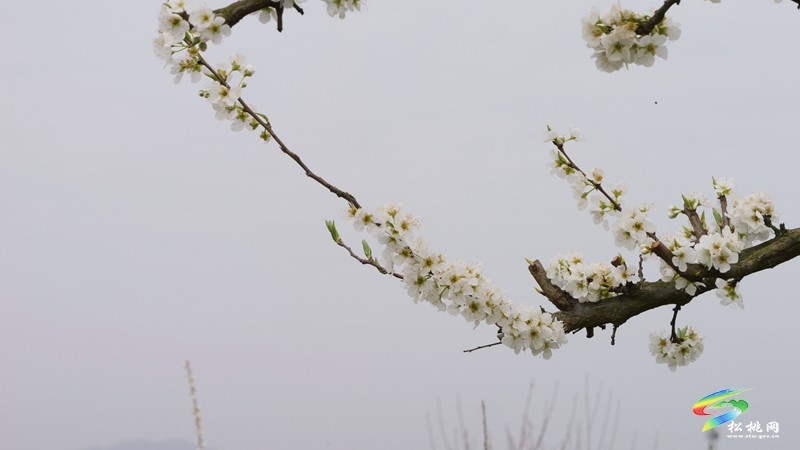 【多彩貴州·花漾中國(guó)】世昌街道：奈李花開(kāi)春意濃