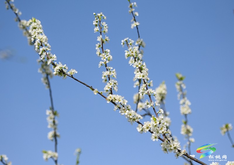 【多彩貴州·花漾中國(guó)】孟溪鎮(zhèn)安山村：李花爛漫 約你相見(jiàn)