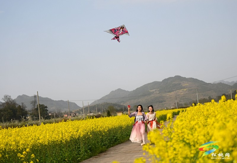 【多彩貴州·花漾中國(guó)】孟溪鎮(zhèn)安山村：李花爛漫 約你相見(jiàn)