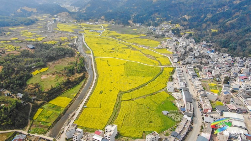 【多彩貴州·花漾中國】平頭鎮(zhèn)：油菜花田美如畫“美麗經(jīng)濟(jì)”促增收