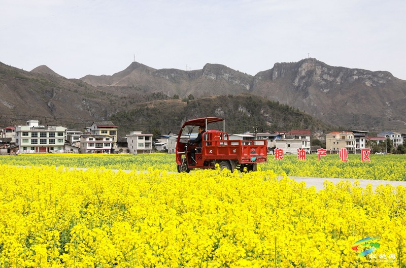 跟著松桃公路上春山