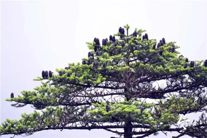 即將亮相央視!這次,跟著《2024中國詩詞大會》暢游梵凈山
