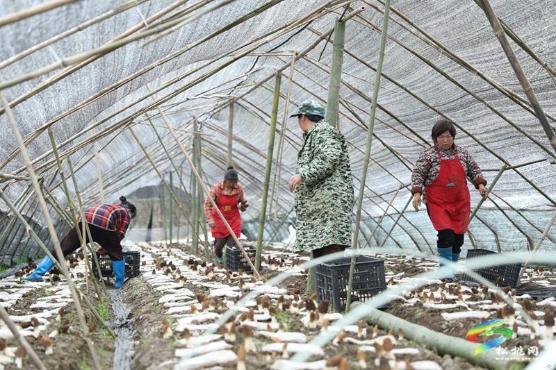 【奮進的春天】正大鎮(zhèn)官舟村：頭茬羊肚菌搶“鮮”上市