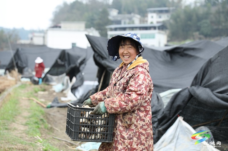 【奮進的春天】正大鎮(zhèn)官舟村：頭茬羊肚菌搶“鮮”上市