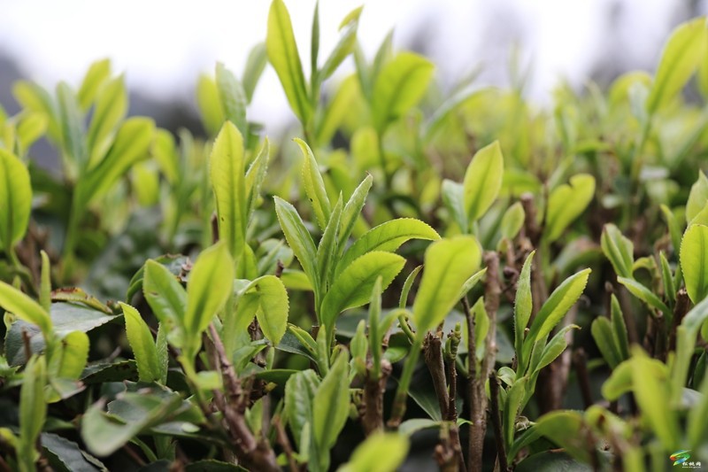 【奮進(jìn)的春天】甘龍鎮(zhèn)：茶香遍山野?春茶采摘忙