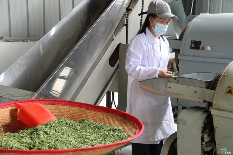 【奮進(jìn)的春天】甘龍鎮(zhèn)：茶香遍山野?春茶采摘忙