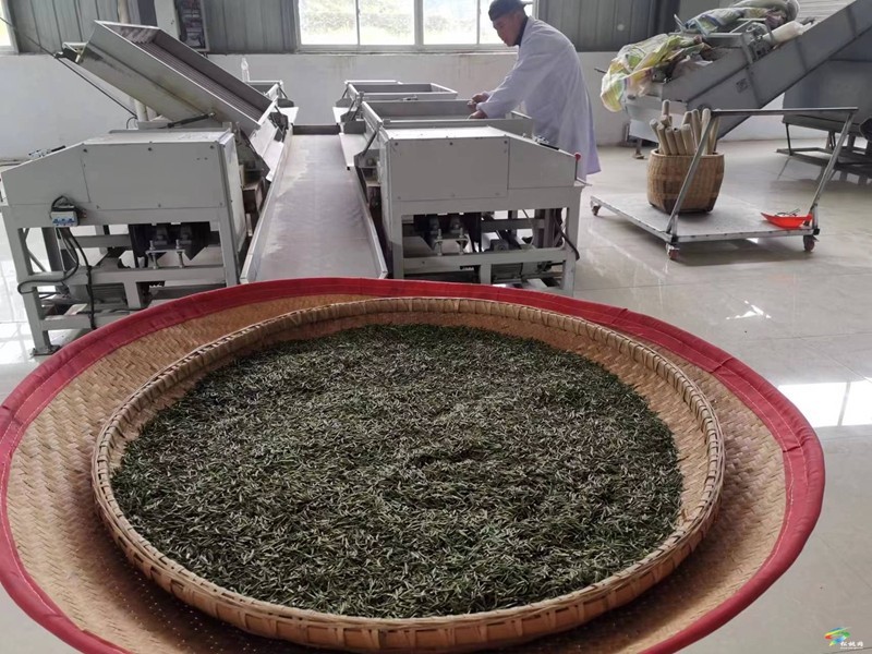 【奮進(jìn)的春天】甘龍鎮(zhèn)：茶香遍山野?春茶采摘忙