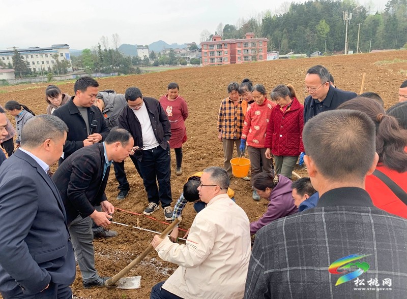 【奮進(jìn)的春天】松桃：開展大豆玉米帶狀復(fù)合種植技術(shù)培訓(xùn)