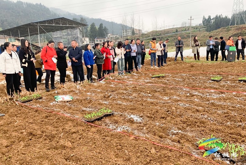 【奮進(jìn)的春天】松桃：開展大豆玉米帶狀復(fù)合種植技術(shù)培訓(xùn)