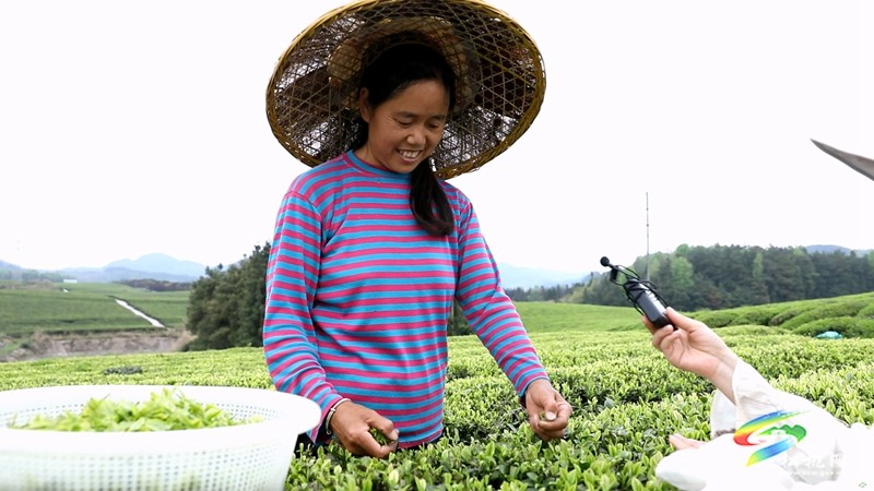 【奮進的春天】普覺鎮(zhèn)：茶園吐新綠 春光正當時
