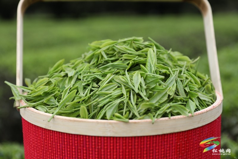 【奮進的春天】普覺鎮(zhèn)：茶園吐新綠 春光正當時
