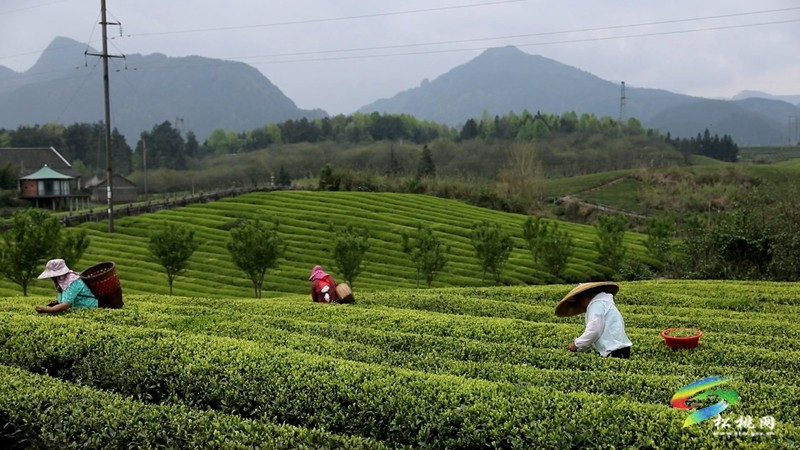 【奮進的春天】普覺鎮(zhèn)：茶園吐新綠 春光正當時