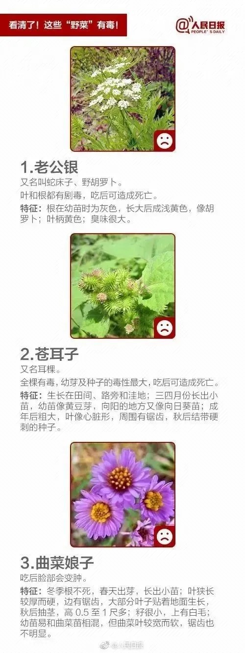 清明假期踏青注意！這些“野菜”有毒，一株都別碰！
