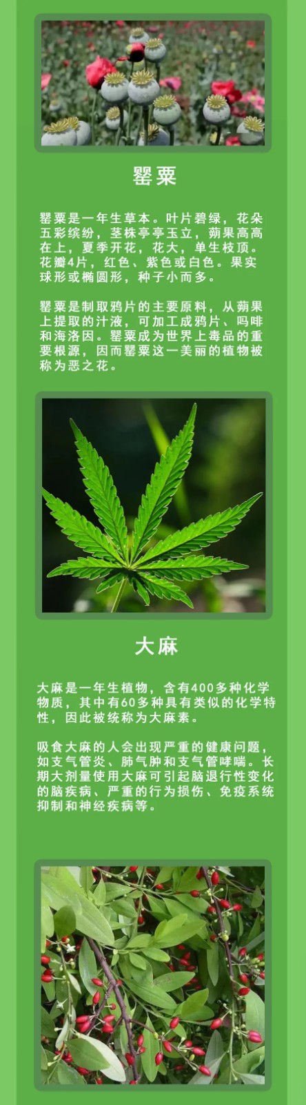 清明假期踏青注意！這些“野菜”有毒，一株都別碰！