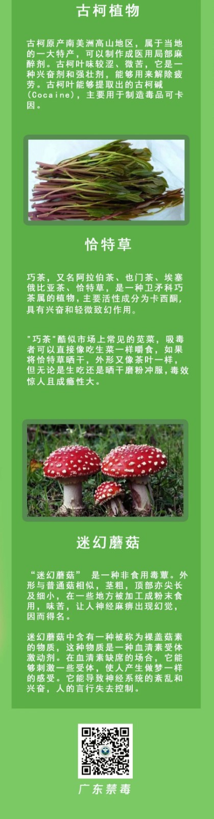 清明假期踏青注意！這些“野菜”有毒，一株都別碰！