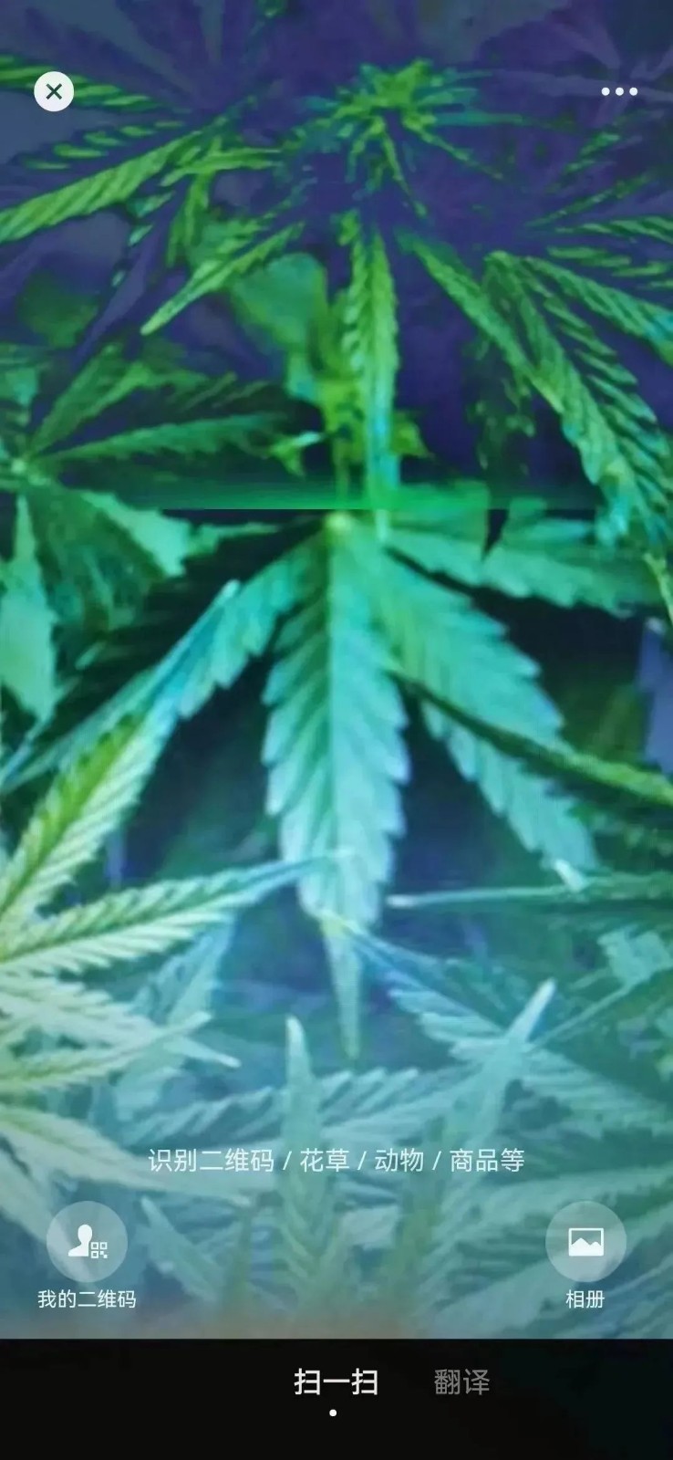 清明假期踏青注意！這些“野菜”有毒，一株都別碰！