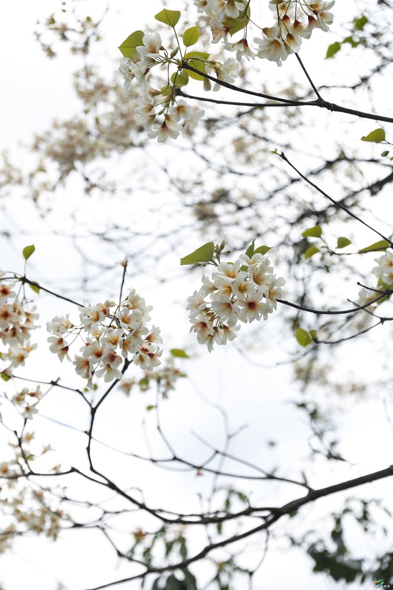 【多彩貴州·花漾中國】沙壩河鄉(xiāng)：桐子花開 春色正好
