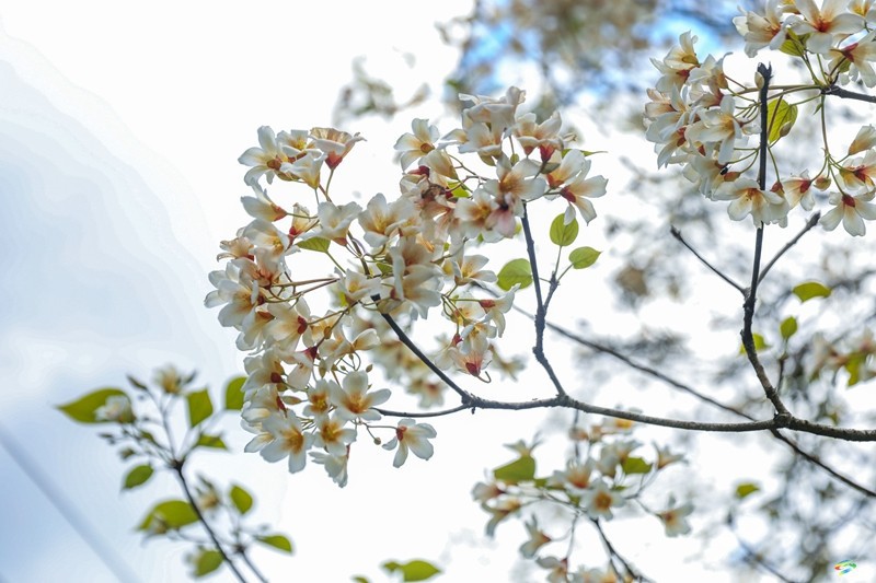 【多彩貴州·花漾中國】沙壩河鄉(xiāng)：桐子花開 春色正好