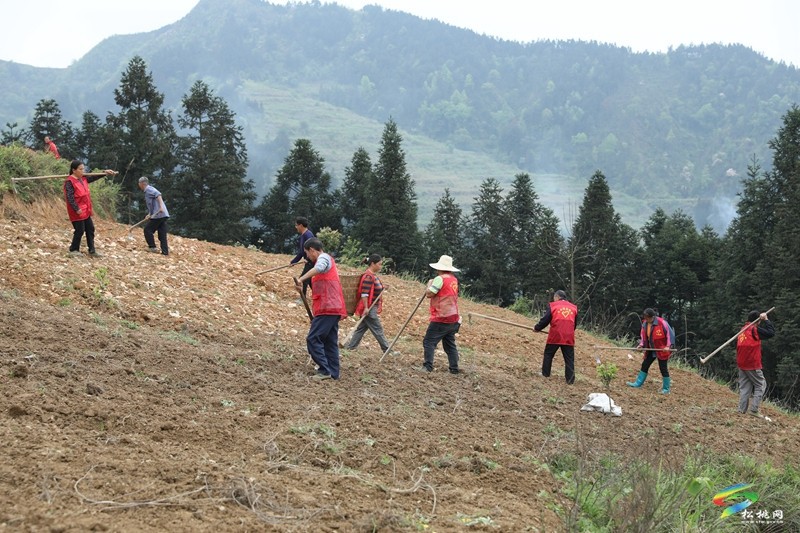 【奮進(jìn)的春天】平頭鎮(zhèn)：向土地要財富 讓荒山變金山