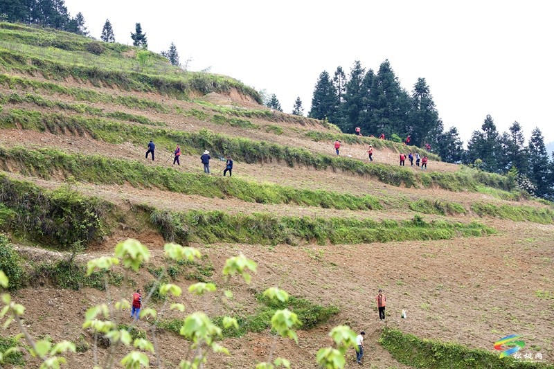 【奮進(jìn)的春天】平頭鎮(zhèn)：向土地要財富 讓荒山變金山